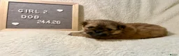 Mixed Breed dogs for sale: Stunning Shih Tzu/ Pomeranian puppies  in London - Advert 7