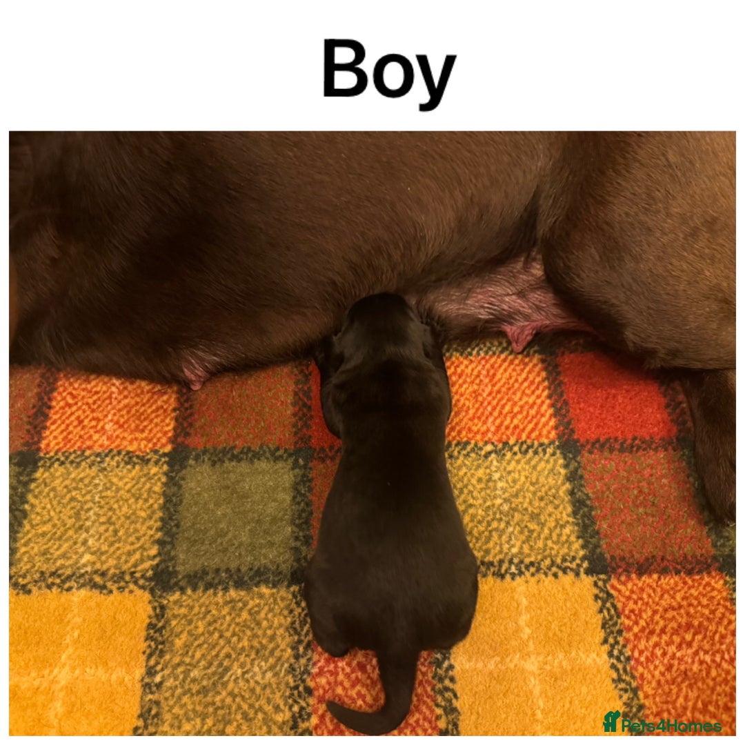 Labrador Retriever dogs for sale: Beautiful KC pups, health tested & superb lineage - Advert 6