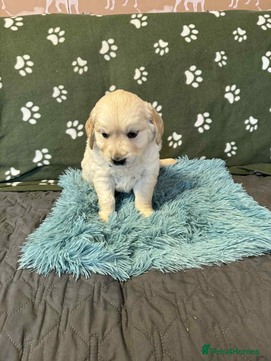 Golden Retriever dogs for sale: Stunning health tested Golden Retriever Puppies  - Advert 9