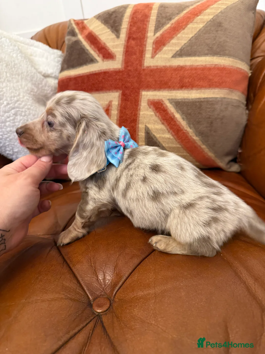 Miniature Dachshund dogs for sale: Stunning Pups 5 ⭐ Star Licensed 5 ⭐ Reviews!  - Advert 8