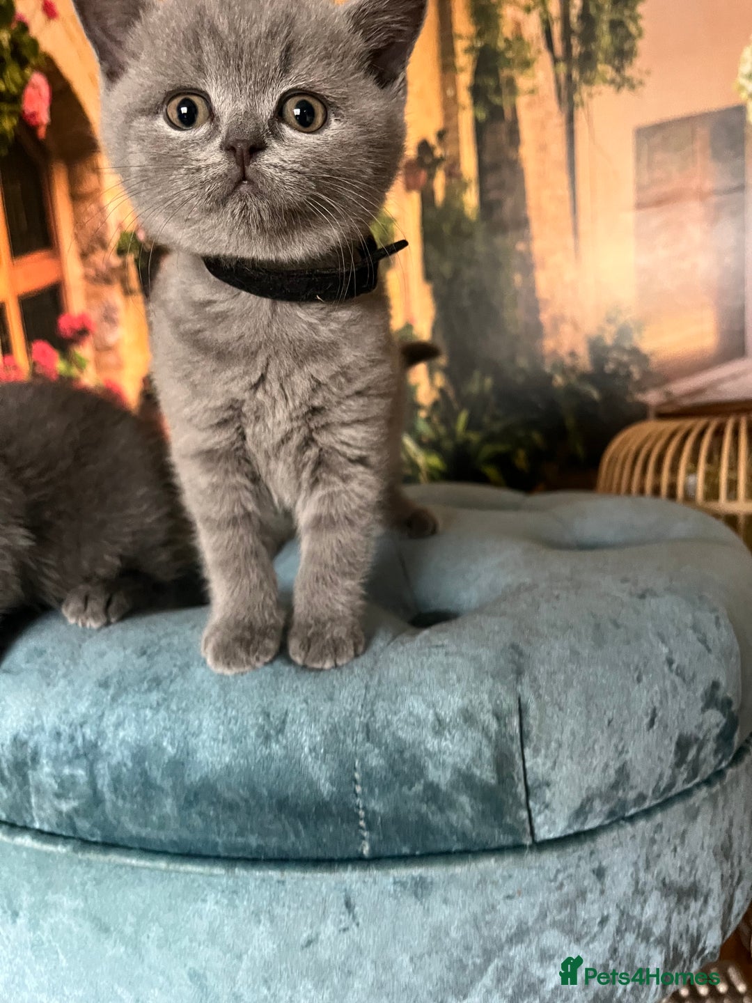 British Shorthair cats for sale: Beautiful British shorthair kittens 🐱 🥰 - Advert 14