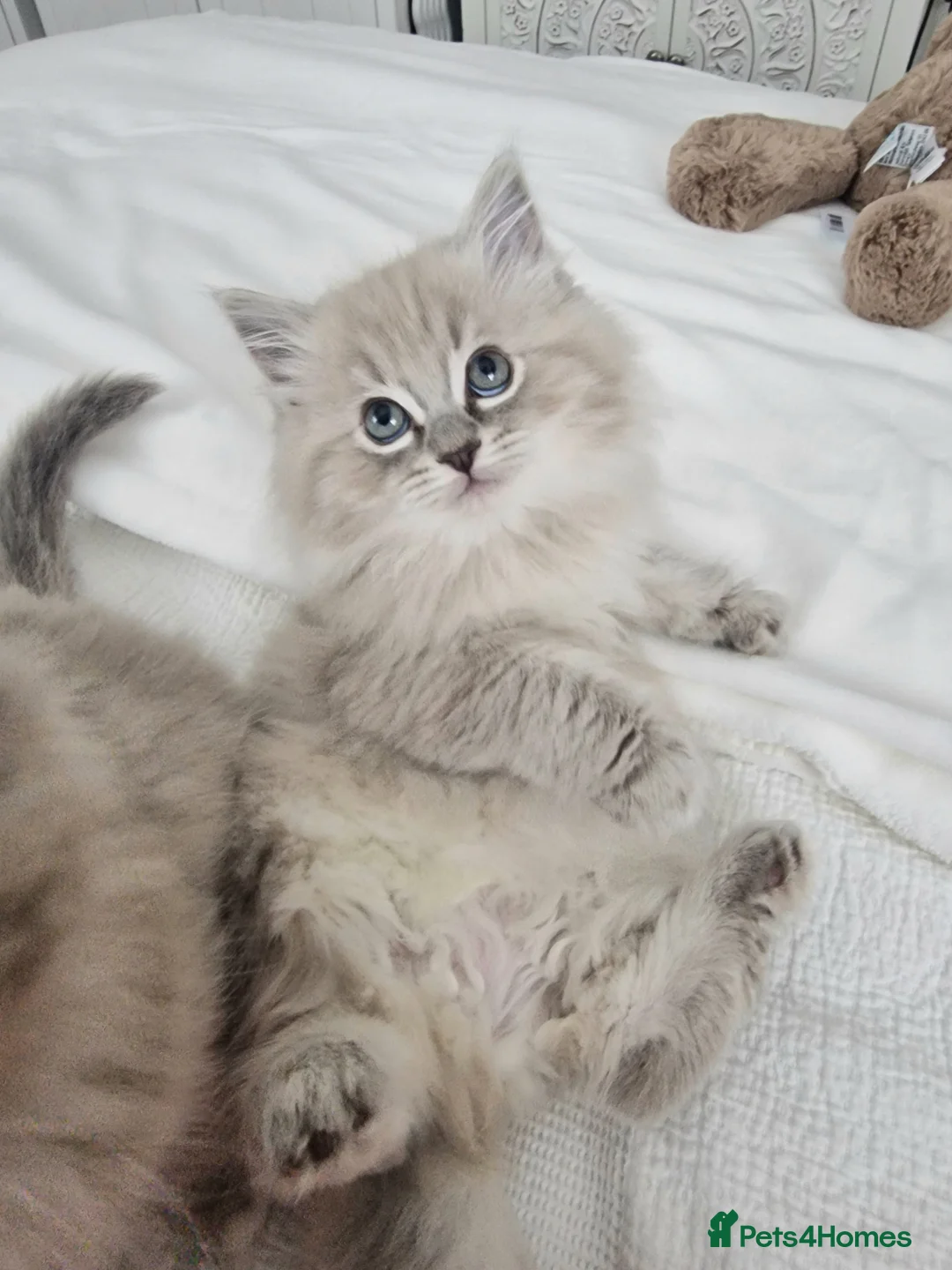 Ragdoll cats for sale: Mink ragdoll babies  - Advert 2