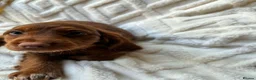 Cocker Spaniel dogs for sale: 9 Gorgeous Cocker Spaniel Puppies For Sale! - Advert 37
