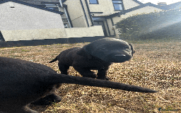 Labrador Retriever dogs for sale: Labrador Puppies  - Image 5