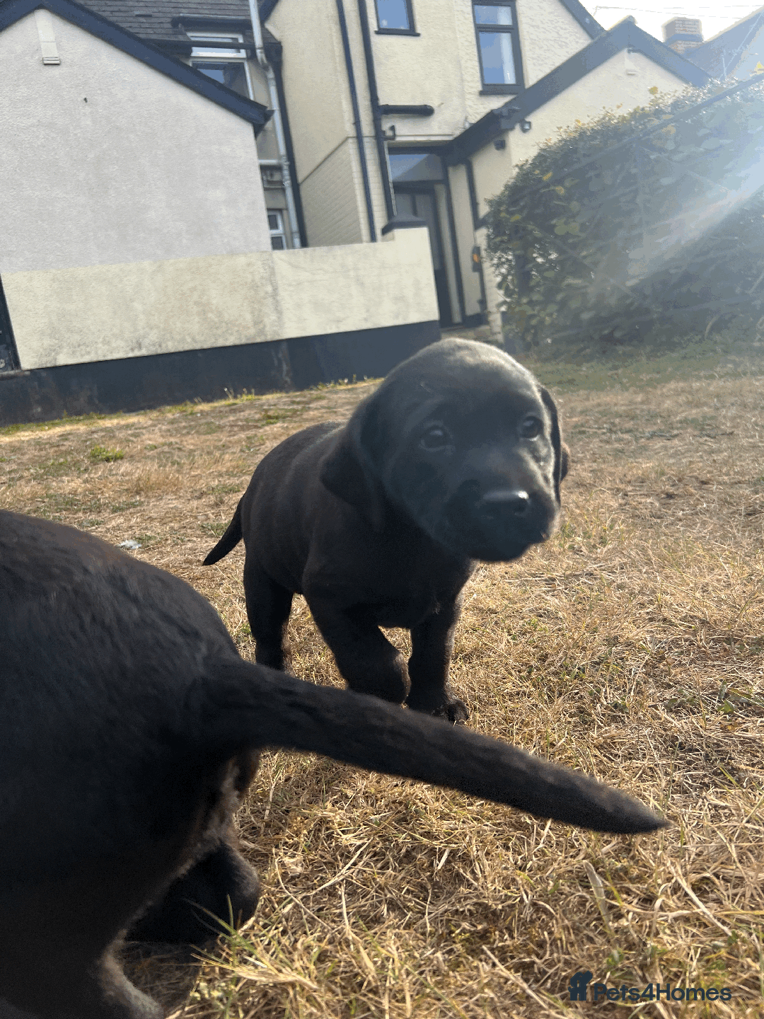 Labrador Retriever dogs for sale: Labrador Puppies  - Image 5