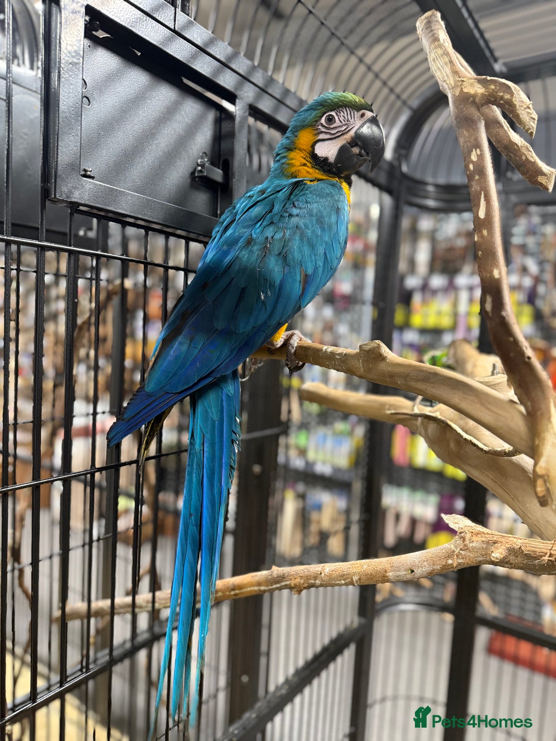 Macaws birds for sale: Beautiful baby handreaded blue and gold macaw  - Advert 2