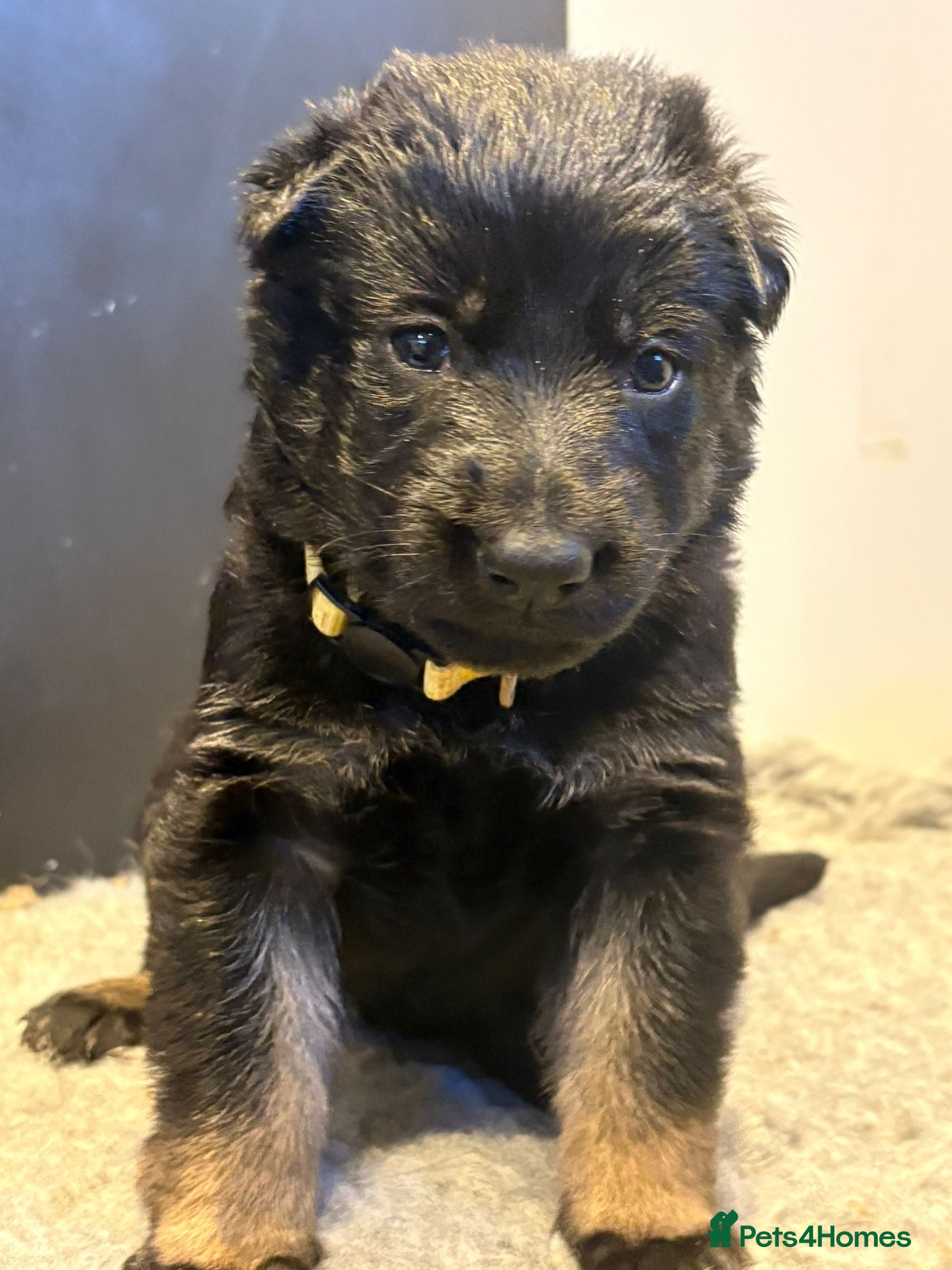German Shepherd dogs Europe’s Elite line bred pedigree  - Advert 2