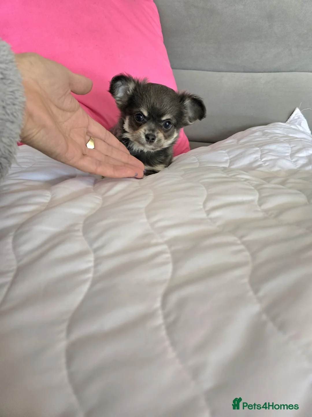 Chihuahua dogs for sale: Long haired Blue Chihuahua puppies  - Advert 8