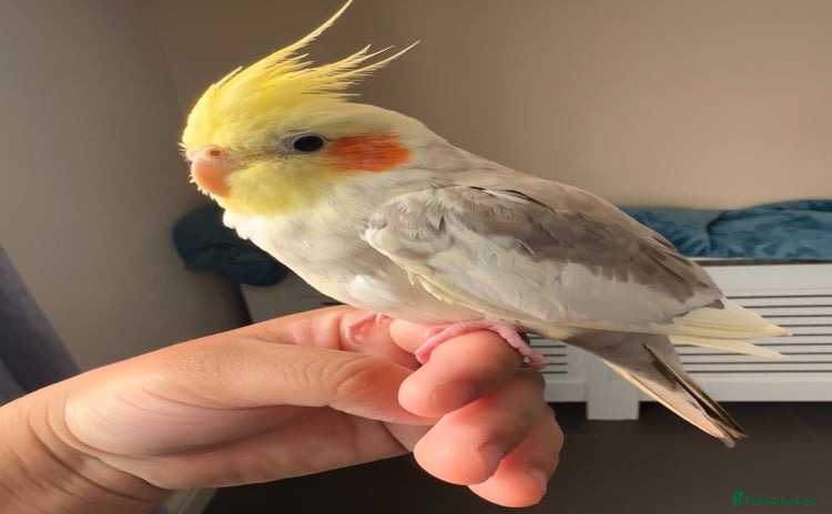 Cockatiels birds - Advert 1