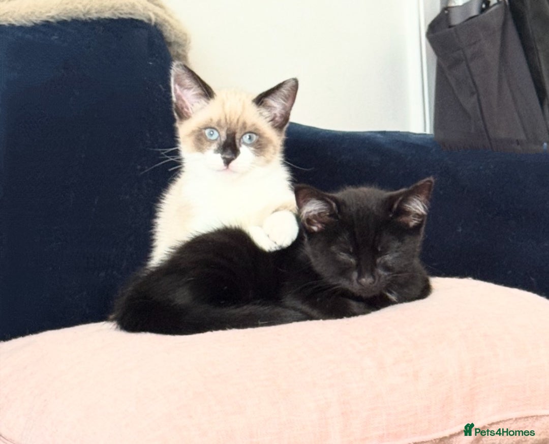 Mixed Breed cats for sale: Ragdoll X & Black kittens for sale.  - Image 8
