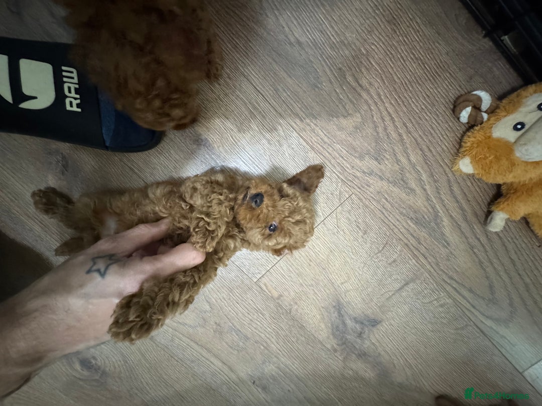 Miniature Poodle dogs for sale: 🐩 Outstanding Deep Red Miniature Poodle Puppies  - Advert 21