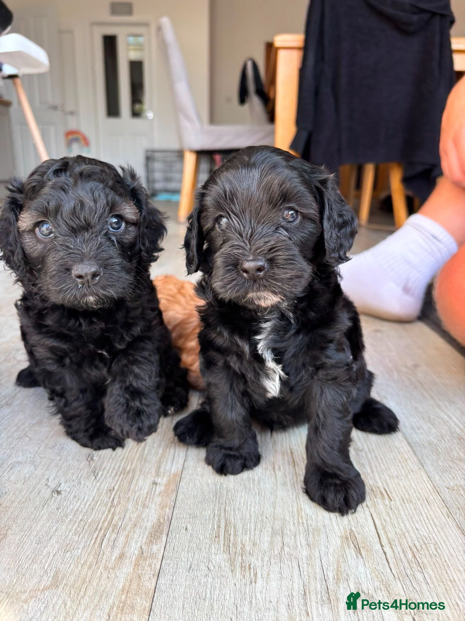 Cavapoo dogs Beautiful set of 5 puppies  - Advert 2
