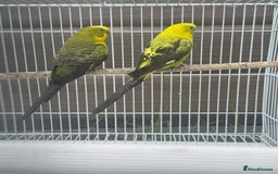 Budgerigars birds for sale: Double split budgies  - Image 5