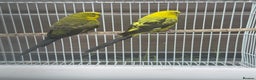 Budgerigars birds for sale: Double split budgies available split of bw/bf - Advert 6