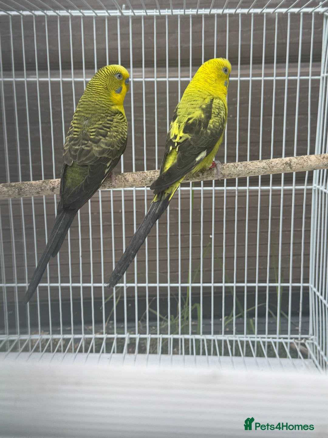 Budgerigars birds for sale: Double split budgies  - Image 5