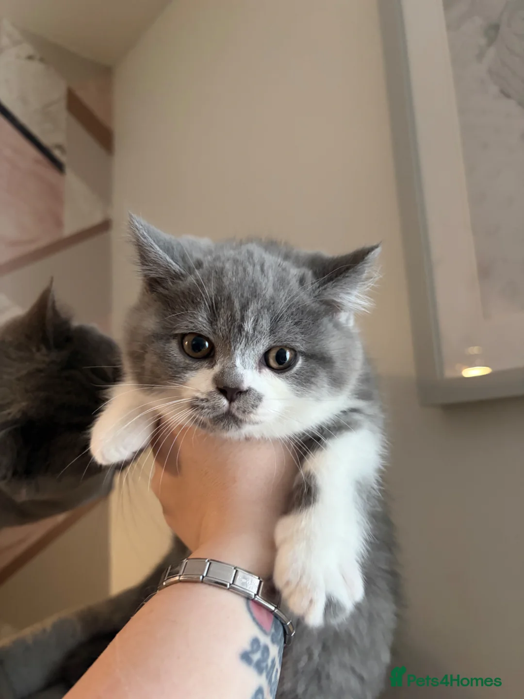 British Shorthair cats for sale: READY NOW British Shorthair Kittens - Advert 1