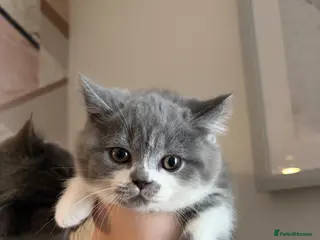 British Shorthair cats READY NOW British Shorthair Kittens - Advert 2