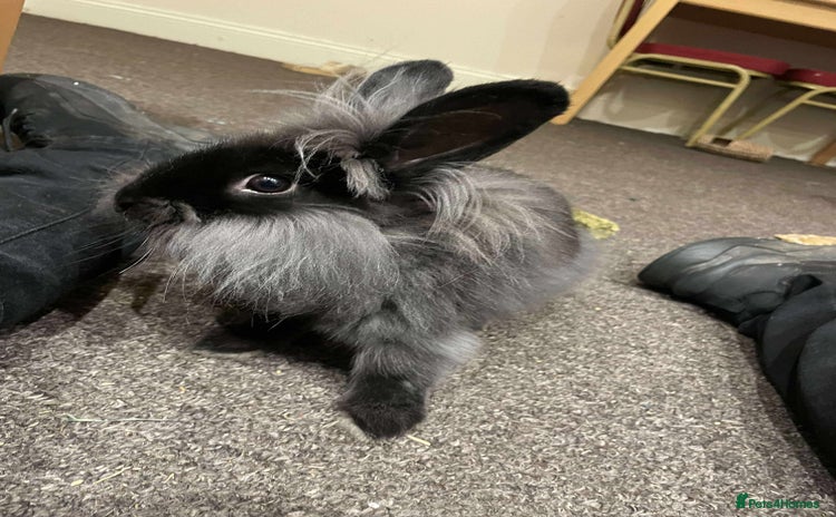 Mixed Breed rabbits - Advert 18