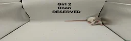Rat rodents for sale: April Rats! (7 Boys & 5 Girls Left) - Advert 12
