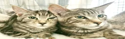 Mixed Breed cats for sale: Maine Coon x Marble Bengal kittens, mixed breed - Advert 14