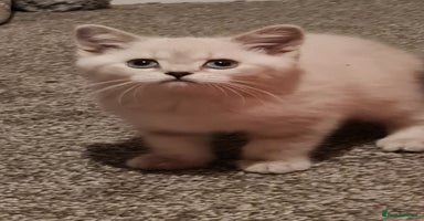 British Shorthair cats - Advert 5