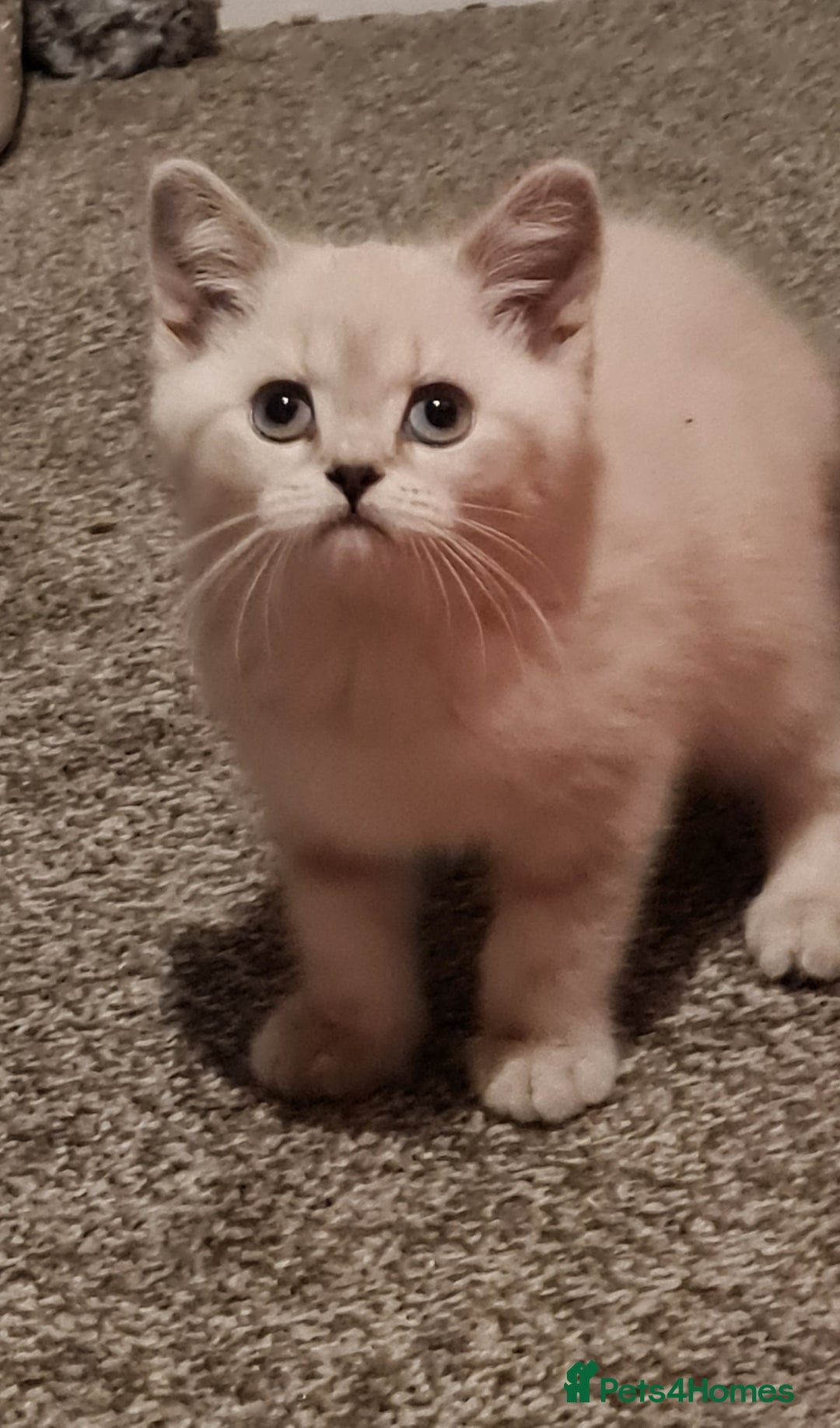 British Shorthair cats for sale: Stunning  GCCF Bred British Shorthair kittens - Image 3