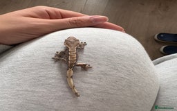 Gecko reptiles for sale: crested geckos  - Image 8