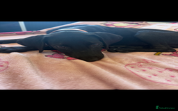Labrador Retriever dogs for sale: Lab cross puppy  - Image 2