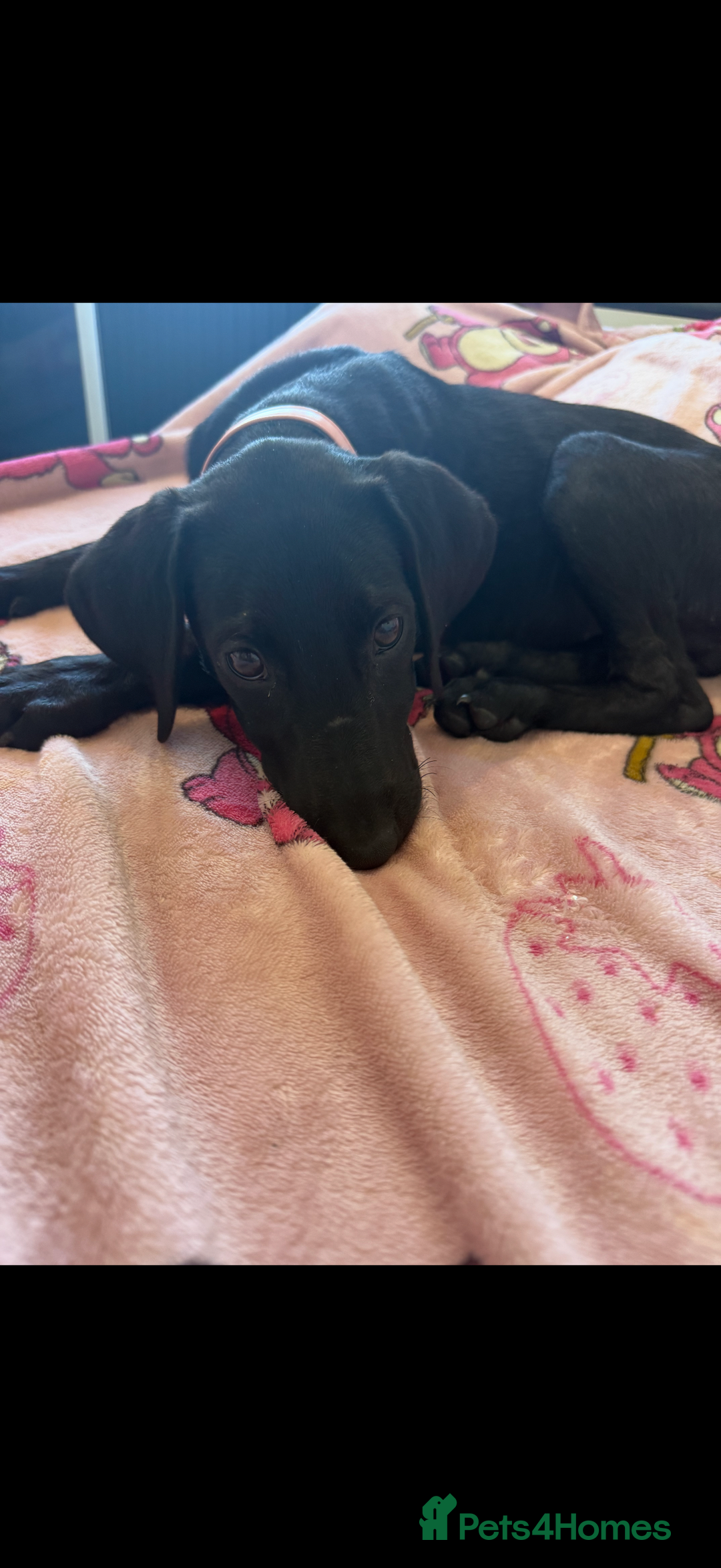 Labrador Retriever dogs for sale: Lab cross puppy  - Image 2