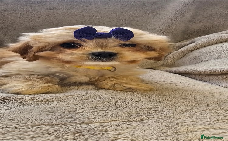 Cavapoo dogs - Advert 14