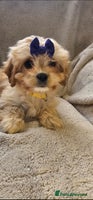Cavapoo dogs - Advert 10