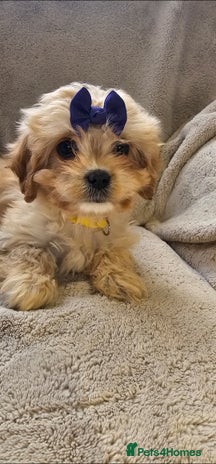 Cavapoo dogs - Advert 4