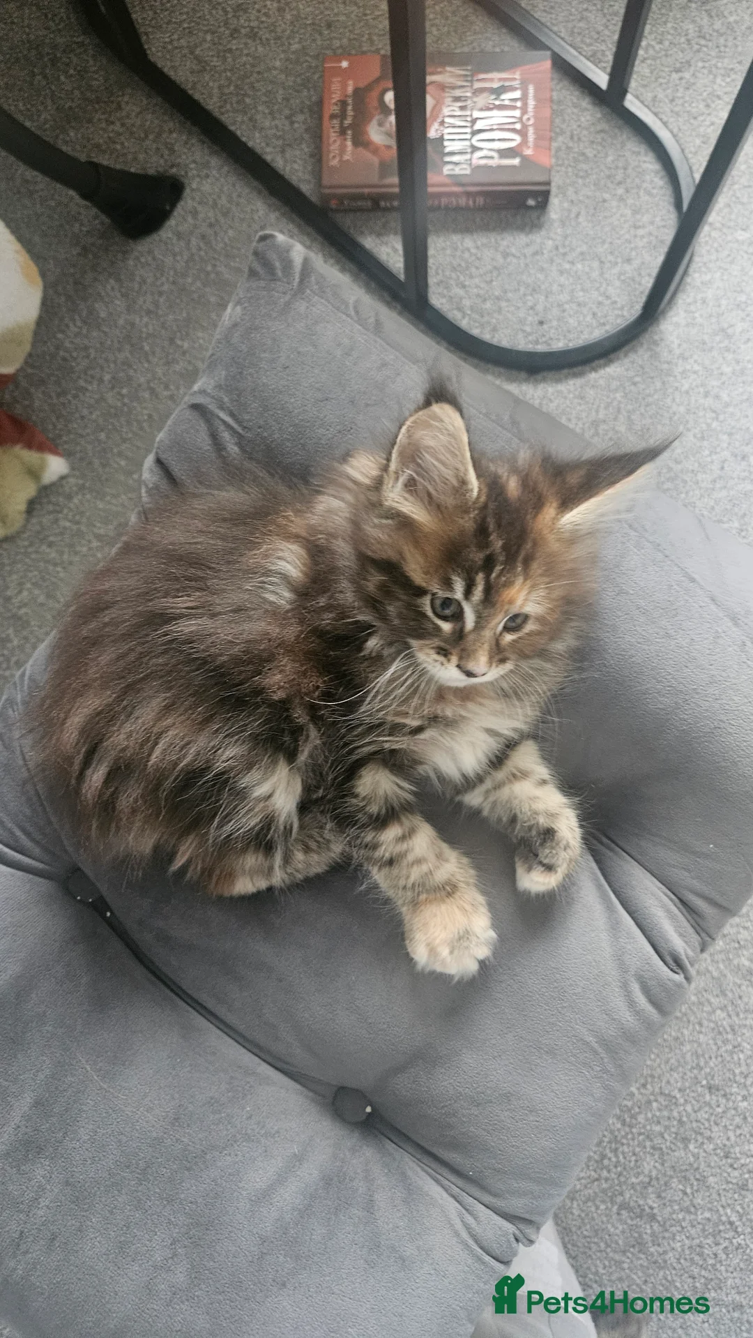 Maine Coon cats for sale: Adorable Main coon kittens - Advert 13