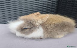 Lionhead rabbits for sale: 1 blue eyed white male left - Image 8