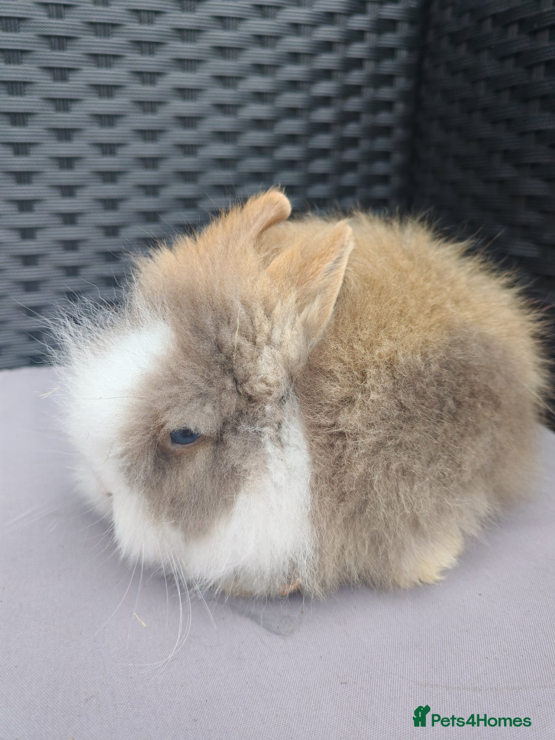 Lionhead rabbits for sale: 1 blue eyed white male left - Image 8