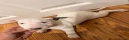 English Bull Terrier dogs for sale: English Bull Terrier Puppies  - Advert 5