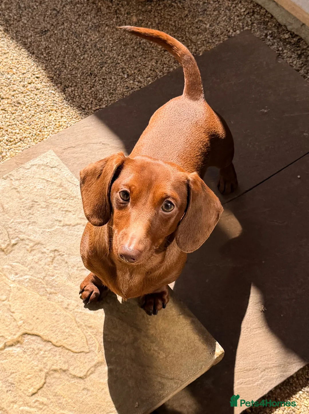 Miniature Dachshund dogs for stud: Stunning solid red miniature dachshund  - Advert 1