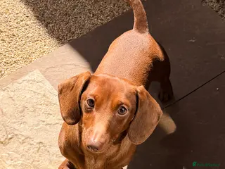 Miniature Dachshund dogs Stunning solid red miniature dachshund - Advert 8