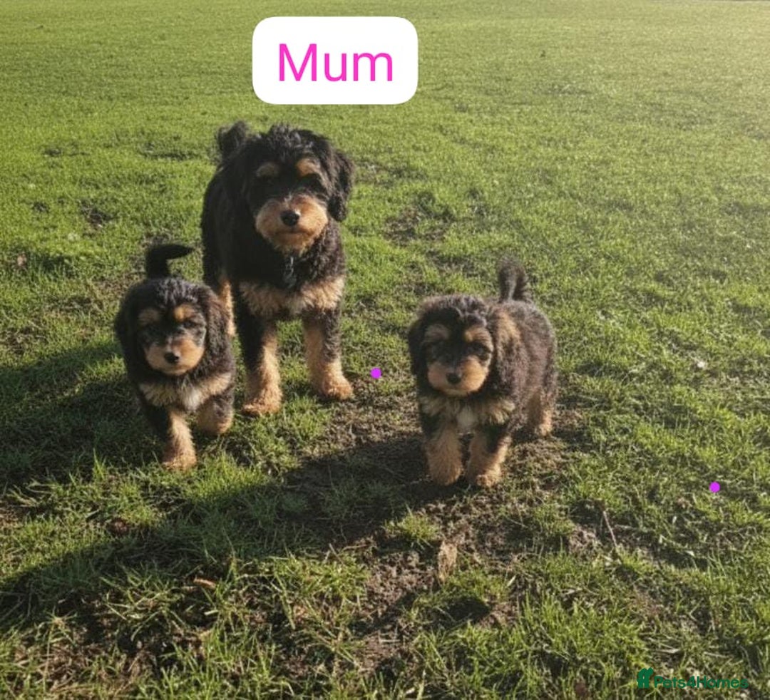 Maltipoo dogs for sale: Maltipoo puppies  - Advert 3