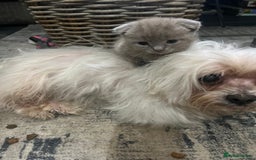 Scottish Fold cats for sale: Scottish fold kittens for sale  - Image 29