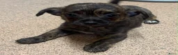 Chihuahua dogs for sale: 1 brindle girl - Advert 3
