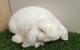 Mini Lop rabbits for sale: Vaccinated wellhandled Mini Lop-please read advert - Image 3