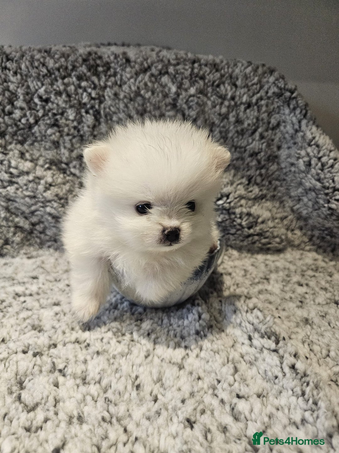 Pomeranian dogs for sale: Adorable mini Pomeranian ❤ - Advert 8