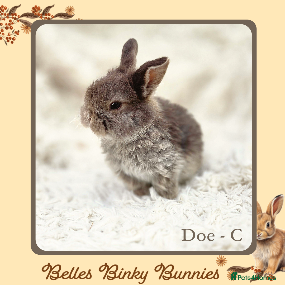 Mini Lop rabbits for sale: 🧡 SOLD 🧡 Baby Mini Lop 🧡 - Advert 6