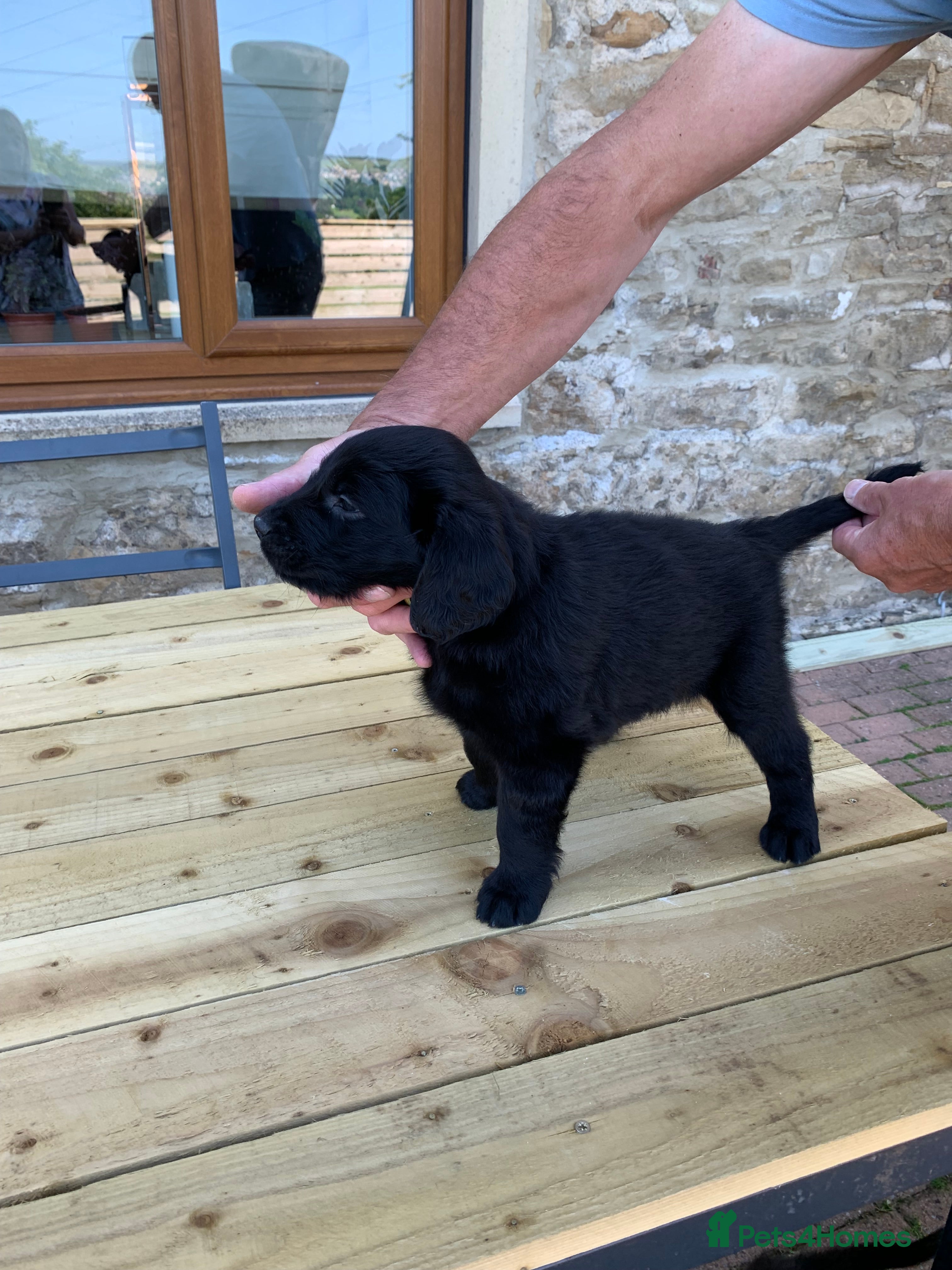 Flat coated Retriever dogs Adorable Flat Coated Pups. Individual pics live - Advert 7