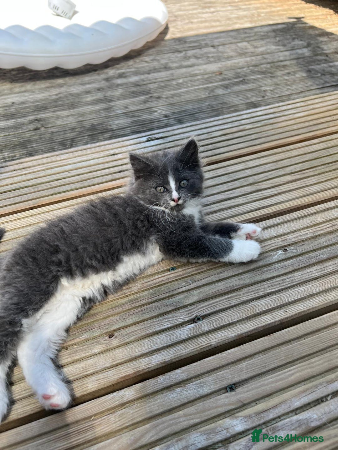 Mixed Breed cats for sale: Lovely Kitten for sale only 50£  - Image 15