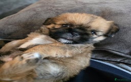 Shih Tzu dogs for sale: Imperial Shihtzu - Image 3