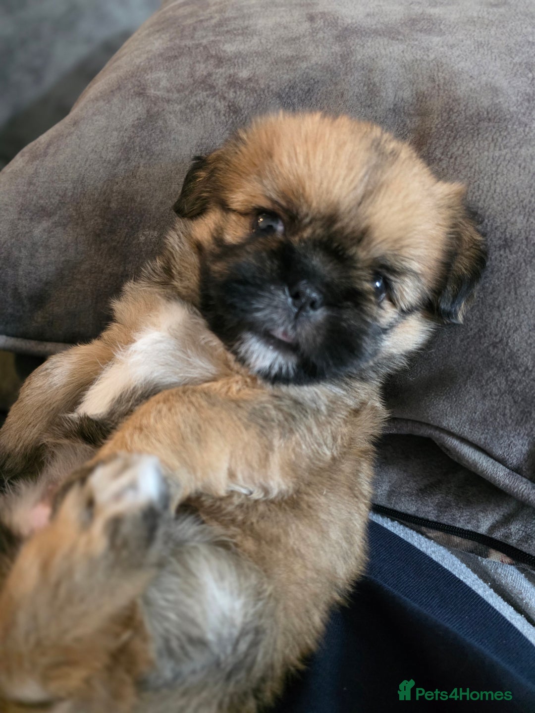 Shih Tzu dogs for sale: Imperial Shihtzu - Image 3