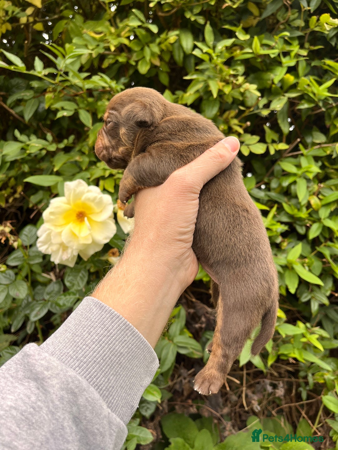 Olde English Bulldogge dogs for sale: RAINBOW OLD ENGLISH LITTER !!! - Image 13