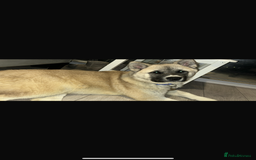 Akita dogs for sale: Japanese x American Akita - Image 3